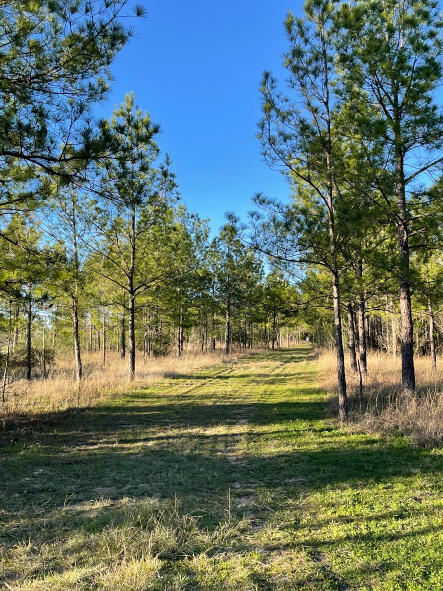 Country Getaway 4 Bedroom Resort In 10 Acre Lot Magnolia Exterior photo